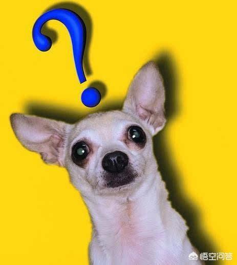 一个多月的小狗吃自己的屎:为什么有些幼犬会吃自己拉的屎？