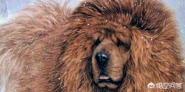 传说中的中华鬼獒:为什么总有人问藏獒和东北虎谁厉害？