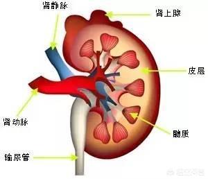 田子琳:田雪松的书法怎么样能否成为下一个田英章