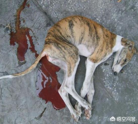 关于藏獒犬瘟热的治疗:我家的藏獒犬为什么总是流眼泪，眼睛上老是脏，有什么办法吗？ 狗狗得了犬瘟热瘫痪了会好吗
