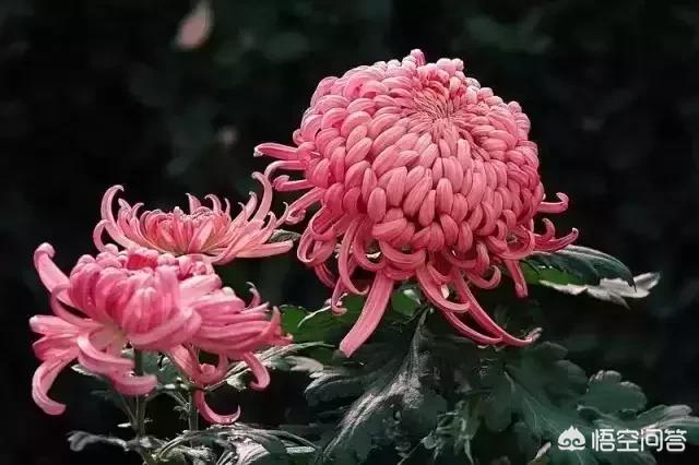 九九重阳节除了登高、吃重阳糕、赏菊、品菊花酒、配茱萸,你还知道有什么习俗？