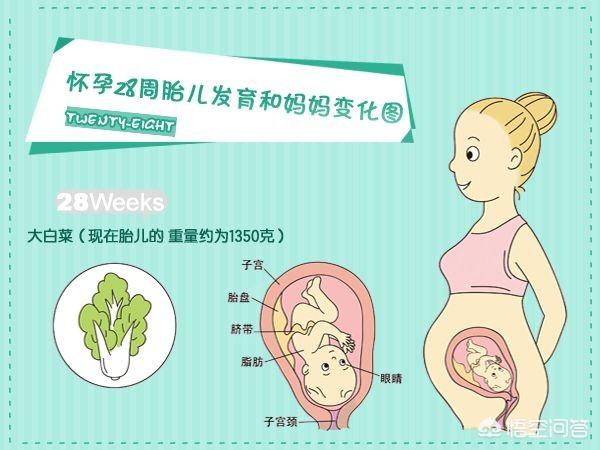 关晓彤十个月怀孕照片:谁有怀孕7个月胎儿头图片，需要正常的？