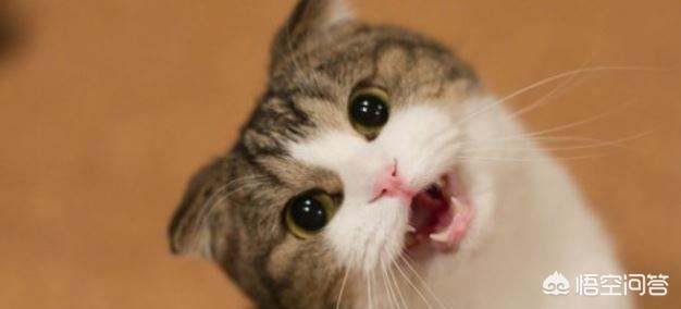 楠楠猫言猫语高清大图:今天的社会，养狗养猫，主人自称是狗妈猫妈，正常吗？