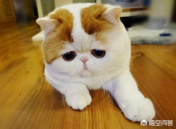 楠楠猫言猫语高清大图:今天的社会，养狗养猫，主人自称是狗妈猫妈，正常吗？