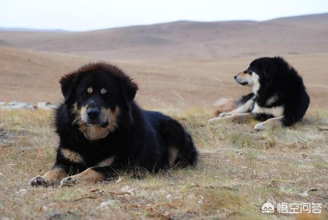 关于宠物狗的种类:除了中华田园犬，中国还有多少种狗狗？你最喜欢哪种？ 宠物狗的种类有哪些