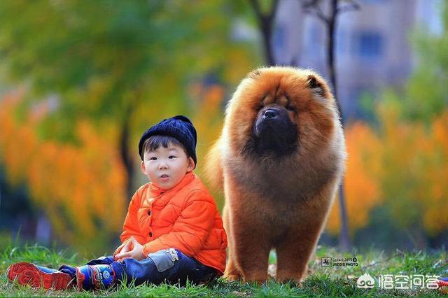 松狮幼犬视频:松狮幼犬图 如何给松狮幼犬喂养食物？