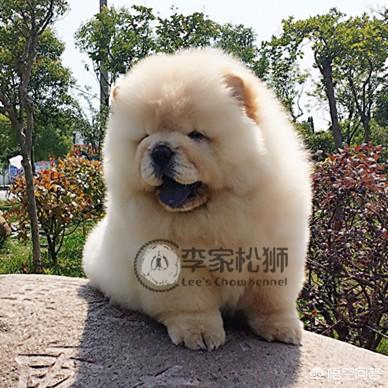 松狮幼犬视频:松狮幼犬图 如何给松狮幼犬喂养食物？