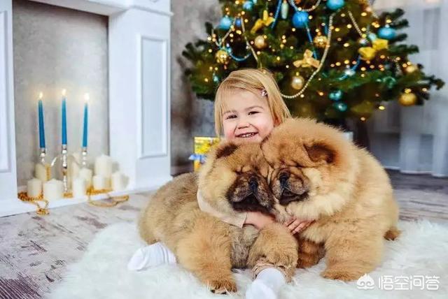 松狮幼犬视频:松狮幼犬图 如何给松狮幼犬喂养食物？