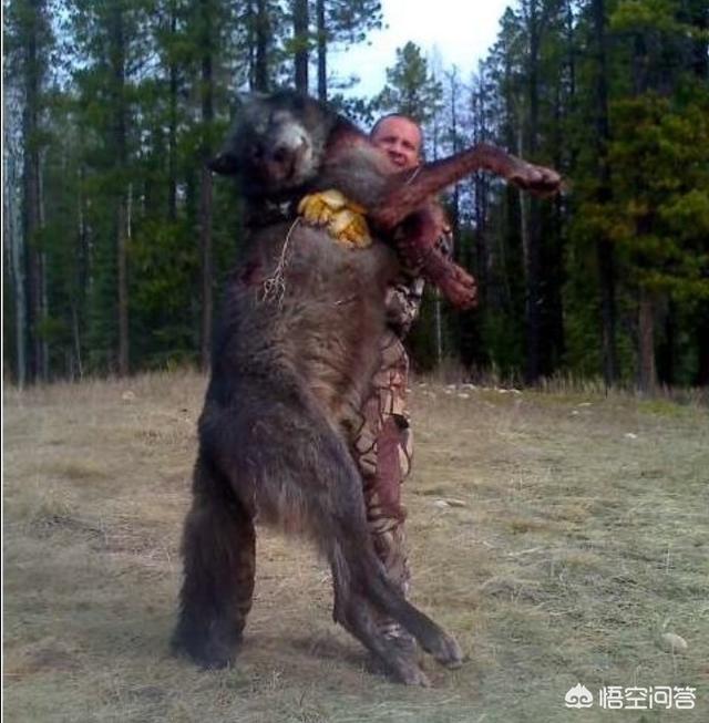 六藏獒和狼打架视频:成年的大藏獒可以打得过什么样的狼？为什么？