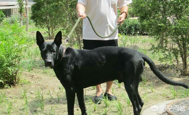黑狼犬:养黑狼犬怎么样？幼犬价格多少钱？