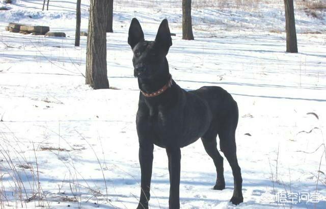 黑狼犬:养黑狼犬怎么样？幼犬价格多少钱？