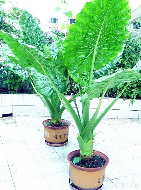 室内净化空气植物盆栽:什么花放在室内能净化空气？