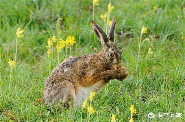 欧洲野兔:把家养的兔子成群放在野外，会不会变成野兔？