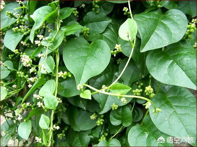 三七壮阳吗，名叫“藤三七”的植物有什么功效和作用