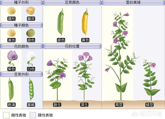 那为什么父母没有呢?_经验妙招5_经验妙招_小高教学网