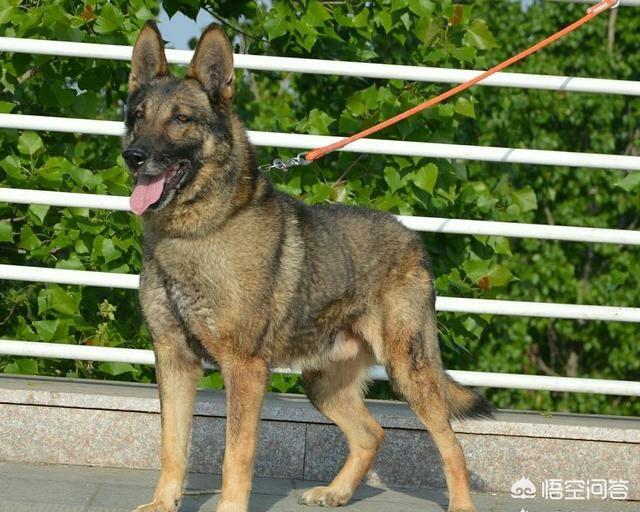 警察与防暴犬图片:正宗防暴犬图片 哪些狗适合做防暴犬？为什么？