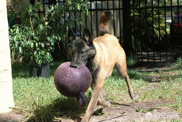 警察与防暴犬图片:正宗防暴犬图片 哪些狗适合做防暴犬？为什么？