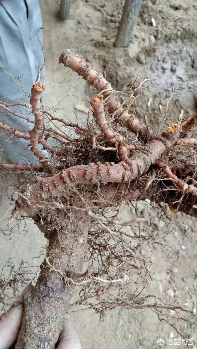 头条问答 - 桃树根腐病的发病症状有哪些?该如何有效防治?(2个回答)