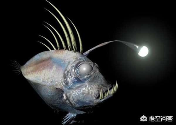 中国人为啥不吃深海鱼，在深海里的鱼类为什么不需要像其他鱼一样在海平面以上吸氧呢