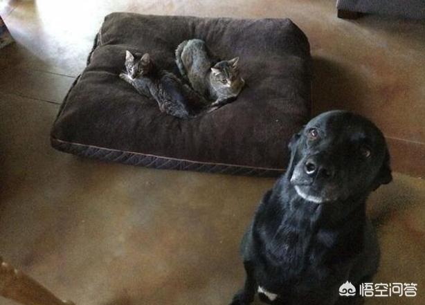 动物性行为狗锁猫视频:狗可以和人一起在床上睡觉吗？