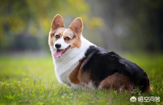 柯基狗:柯基犬有什么缺点，家里饲养好不好？