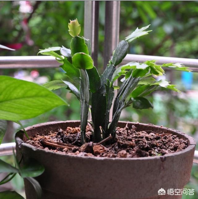 短叶虎尾兰图片大全:哪些兰花的品种叶子比较纤细清秀？