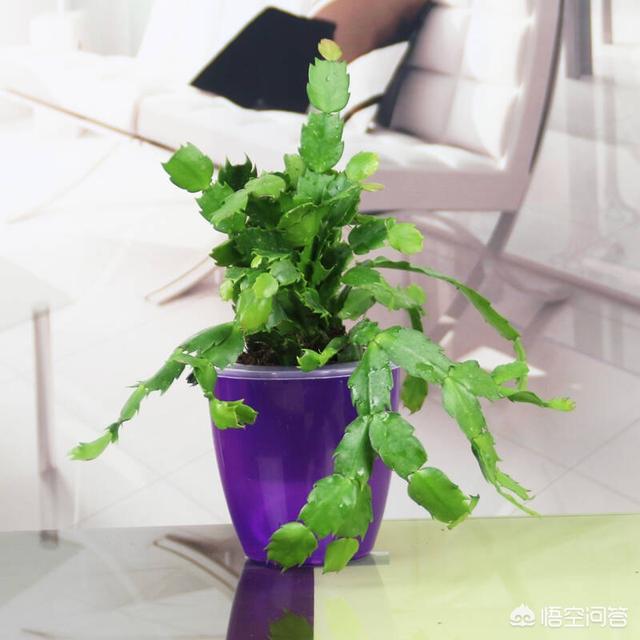 短叶虎尾兰图片大全:哪些兰花的品种叶子比较纤细清秀？