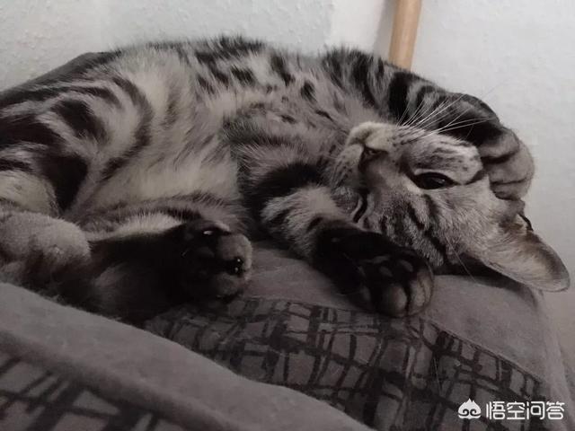 怎么确定猫认主人了咕噜咕噜:怎么判断猫咪是否信任你？