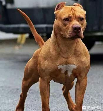 比特名犬介绍:比特狗害怕什么该犬有顽强的意志？