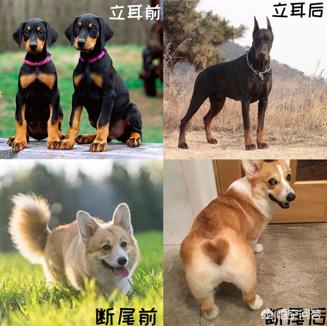 头条问答 小狗为什么要断尾 Petsafe贝适安的回答 0赞