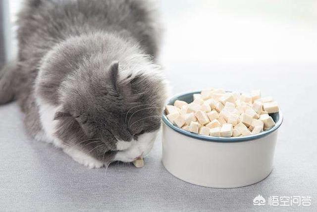 小蓝猫最喜欢吃什么零食:给小奶猫除了喂羊奶，还可以给它喂什么食物？ 小蓝猫吃什么零食好