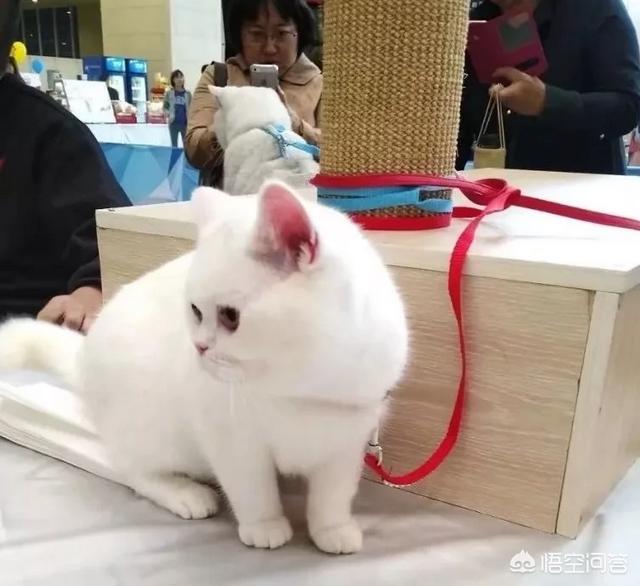 上海宠物展团购:哪里可以查到2018年宠物用品展会的信息？ 2021上海宠物展