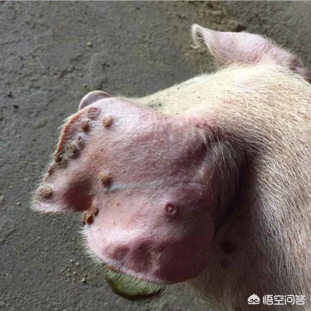 猪身上起红包:猪身上长水泡，应该怎么办？