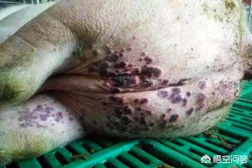 猪身上起红包:猪身上长水泡，应该怎么办？