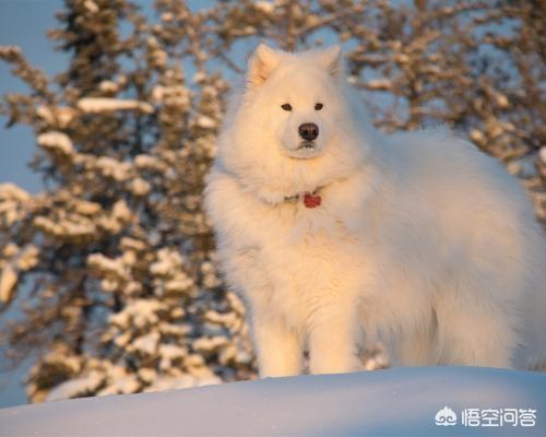 狗狗健康:狗狗健康过冬需要注意什么？