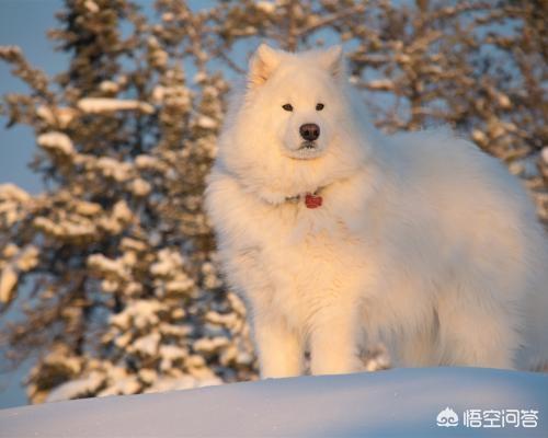 宠物健康知识问答:狗狗健康过冬需要注意什么？