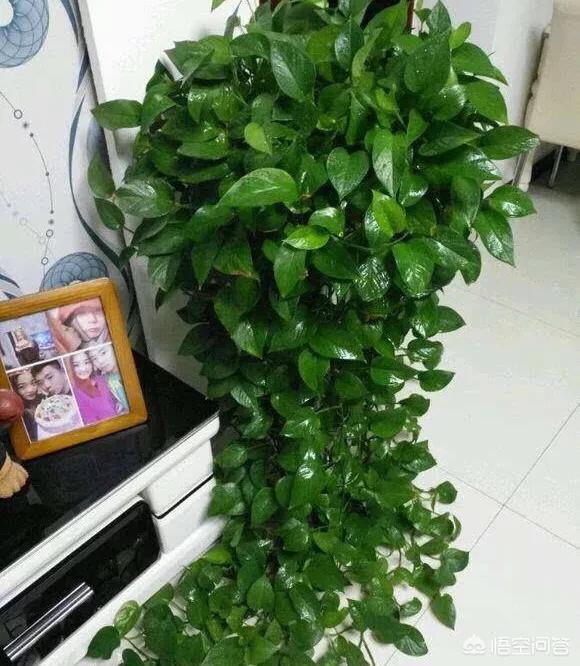 室内最好养的植物,室内养什么植物好，不易死的？