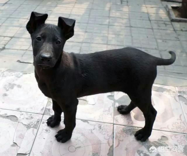 黑狼犬:养黑狼犬怎么样？幼犬价格多少钱？