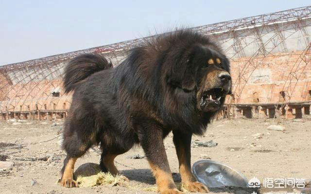 2019中华藏獒网:中华田园犬和藏獒哪个更聪明一些，为什么？