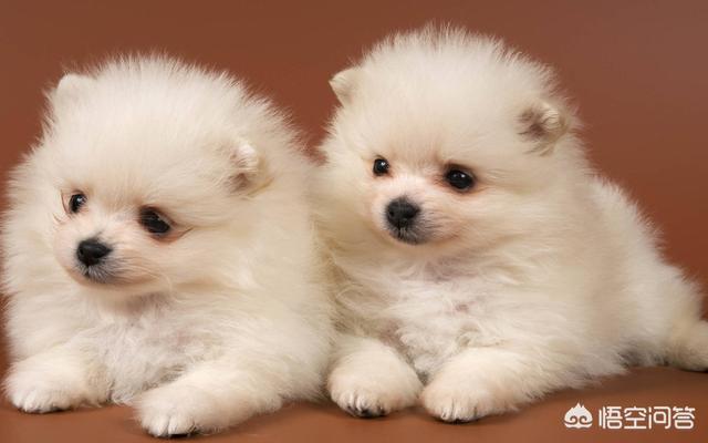 狗零食幼犬:两个月小狗能吃零食吗小饼干之类的？