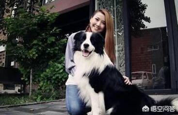 买边境牧羊犬好不好:饲养边境牧羊犬的你后悔了吗，为什么？