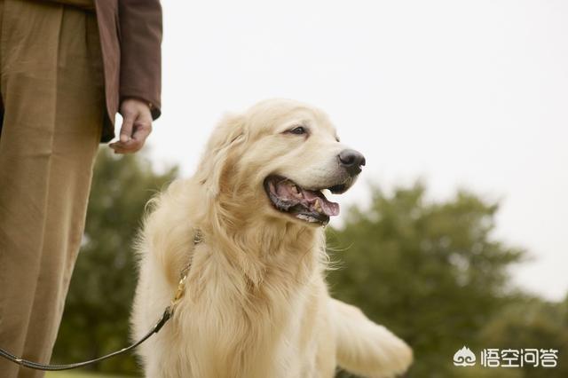 广西导盲犬图片:深圳拟立法五一开始禁食狗肉，全国也拟立法禁食狗肉，怎么看？