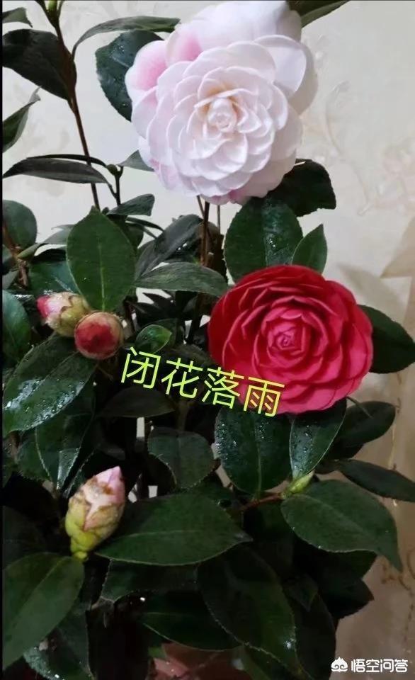 雨付梦妮:除了《不负骤雨》、《时间煮雨》之外有哪些可推荐的关于雨的歌？