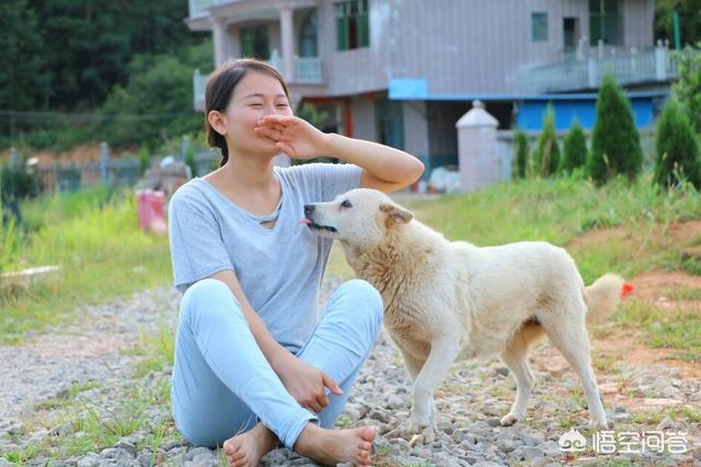 中国福犬灰色:中国福犬特征 怎么挑选一只优秀的大黄狗？