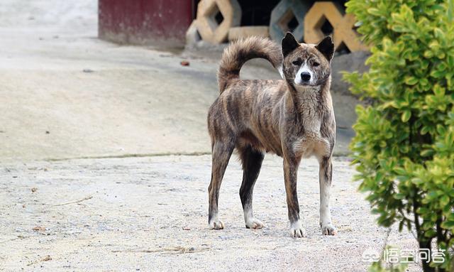 中国福犬灰色:中国福犬特征 怎么挑选一只优秀的大黄狗？