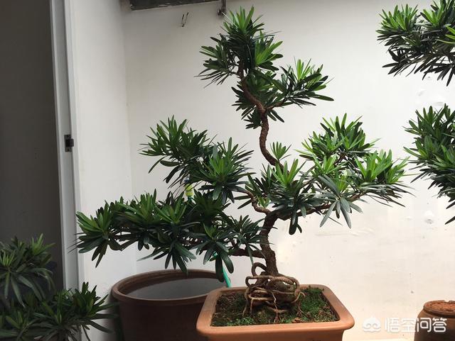罗汉松:罗汉松造型 罗汉松用浅盆还是深盆？有哪些需要注意的？