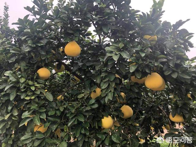 老人经常打哈欠的原因:十岁的孩子总是哈欠连天，是怎么回事？