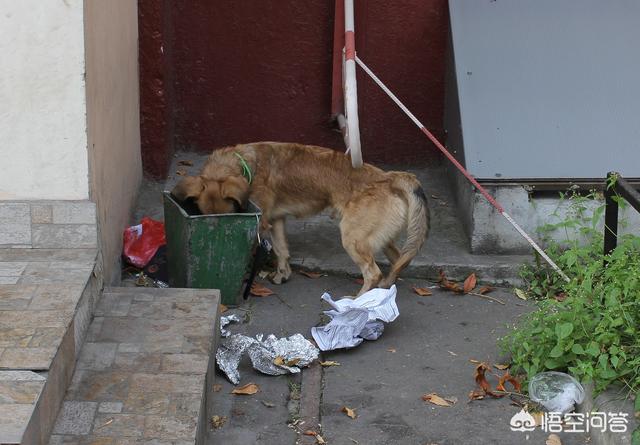 救助犬最后的遗言:有些流浪狗救助站呼吁捐狗粮，你认为捐狗粮应该吗？