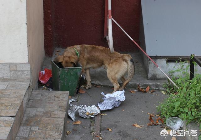 一只救助犬的最后遗言问:女子自掏50万救助流浪狗，你对这件事情怎么看？