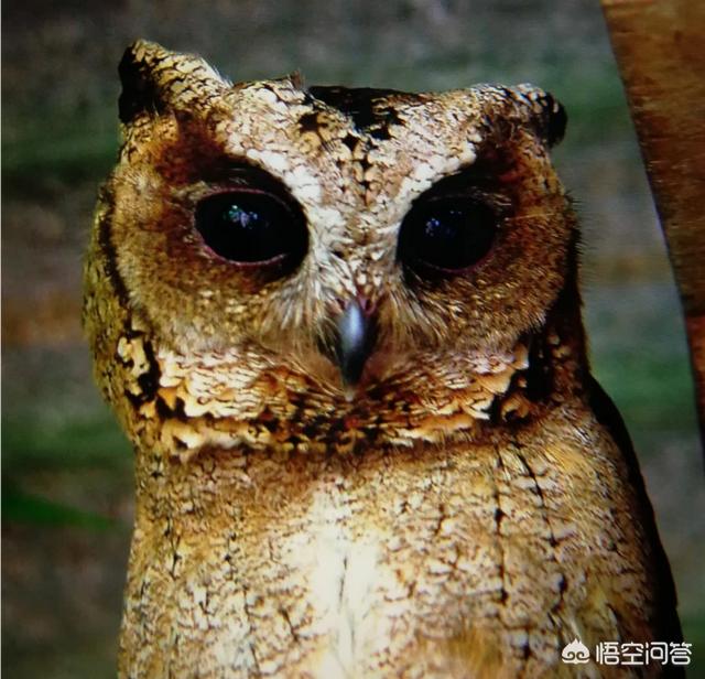 鸮鹦鹉的三种天敌是什么:农村常见的猫头鹰最害怕什么？为什么？